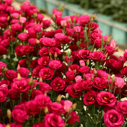 🔥Hot Sale 50% OFF🌱Hardy Perennial Lisianthus Seeds RHS Certified for British Garden Beds Beginner Friendly