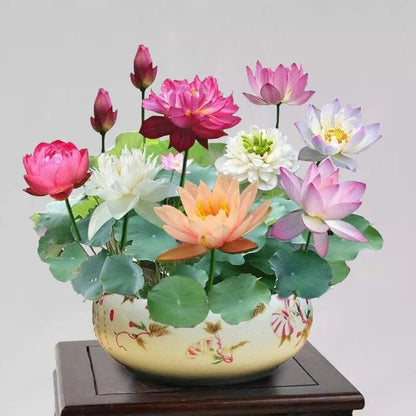 🌸[7 days germination]🔥HOT SALE - 49% OFF💐The Sacred Bonsai Bowl Lotus Flower Seeds