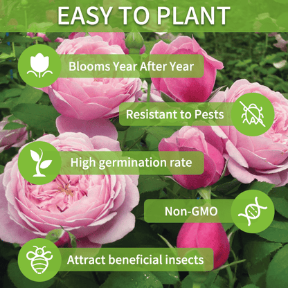 🔥Hot Sale 50% OFF🌱Hardy Perennial Lisianthus Seeds RHS Certified for British Garden Beds Beginner Friendly