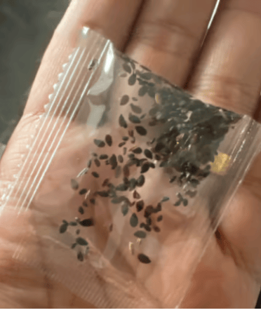 🌱12 Days Germination🔥Eustoma Thornless Rose💐Lisanthus Seeds