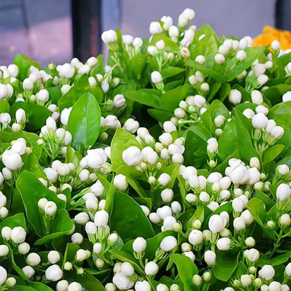 🔥Last day clearance🌷Climbing Silver Jasmine Seeds🌸 For Natural Fragrance Haven