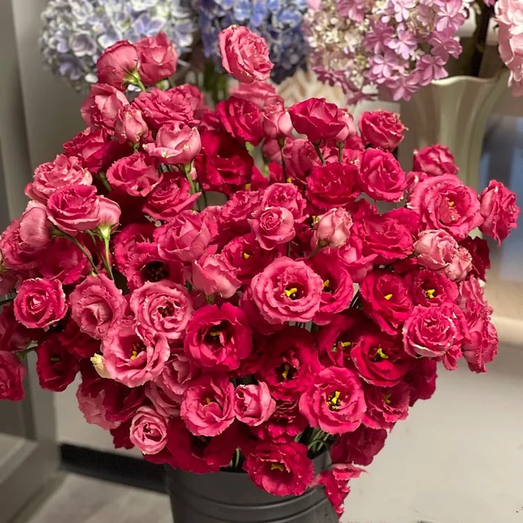 🔥Hot Sale 50% OFF🌱Hardy Perennial Lisianthus Seeds RHS Certified for British Garden Beds Beginner Friendly