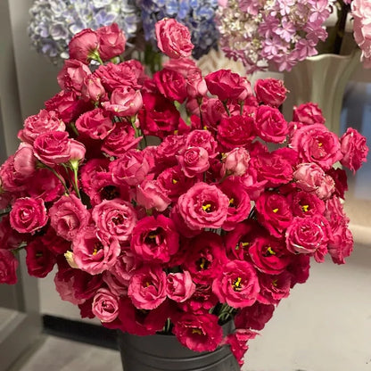 🌱12 Days Germination🔥Eustoma Thornless Rose💐Lisanthus Seeds