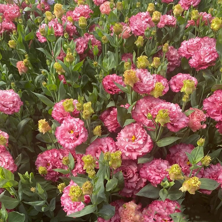 🔥Hot Sale 50% OFF🌱Hardy Perennial Lisianthus Seeds RHS Certified for British Garden Beds Beginner Friendly