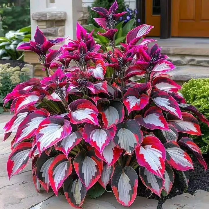 🔥⏰Last Day Promotion- 🍃Rare Hosta Seeds🌿