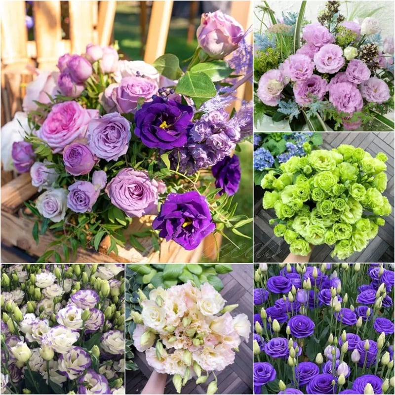 🔥Hot Sale 50% OFF🌱Hardy Perennial Lisianthus Seeds RHS Certified for British Garden Beds Beginner Friendly