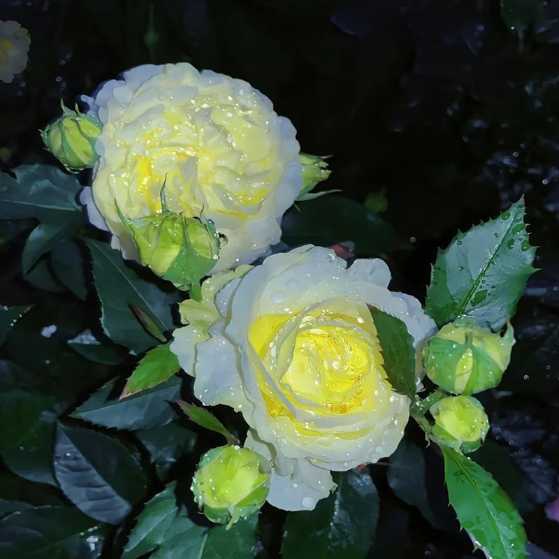 🔥Hot Sale 50% OFF🌱Hardy Perennial Lisianthus Seeds RHS Certified for British Garden Beds Beginner Friendly