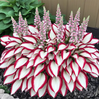 🔥⏰Last Day Promotion- 🍃Rare Hosta Seeds🌿
