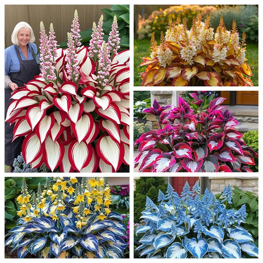 🔥⏰Last Day Promotion- 🍃Rare Hosta Seeds🌿