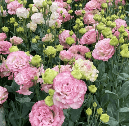 🔥Hot Sale 50% OFF🌱Hardy Perennial Lisianthus Seeds RHS Certified for British Garden Beds Beginner Friendly