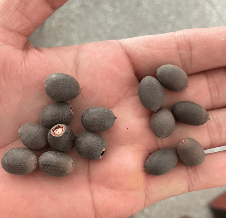 🌸[7 days germination]🔥HOT SALE - 49% OFF💐The Sacred Bonsai Bowl Lotus Flower Seeds