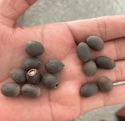 🌸[7 days germination]🔥HOT SALE - 49% OFF💐The Sacred Bonsai Bowl Lotus Flower Seeds