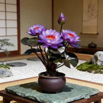 🌸[7 days germination]🔥HOT SALE - 49% OFF💐The Sacred Bonsai Bowl Lotus Flower Seeds