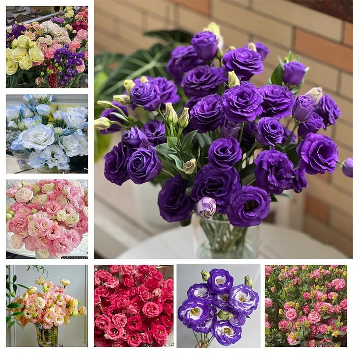 🔥Hot Sale 50% OFF🌱Hardy Perennial Lisianthus Seeds RHS Certified for British Garden Beds Beginner Friendly