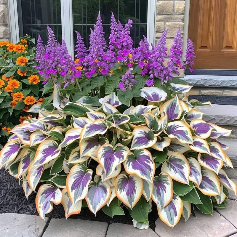 🔥⏰Last Day Promotion- 🍃Rare Hosta Seeds🌿