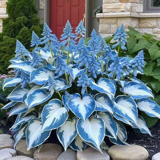 🔥⏰Last Day Promotion- 🍃Rare Hosta Seeds🌿