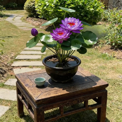 🌸[7 days germination]🔥HOT SALE - 49% OFF💐The Sacred Bonsai Bowl Lotus Flower Seeds