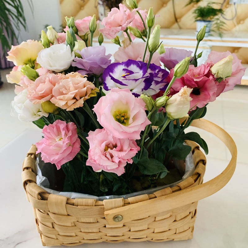 🔥Hot Sale 50% OFF🌱Hardy Perennial Lisianthus Seeds RHS Certified for British Garden Beds Beginner Friendly