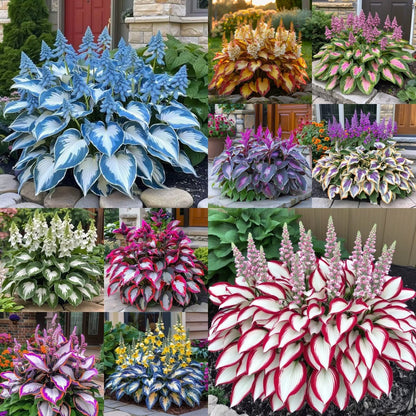 🔥⏰Last Day Promotion- 🍃Rare Hosta Seeds🌿
