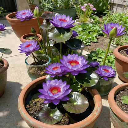 🌸[7 days germination]🔥HOT SALE - 49% OFF💐The Sacred Bonsai Bowl Lotus Flower Seeds