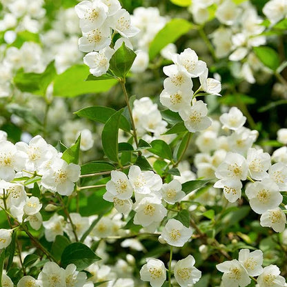 🔥Last day clearance🌷Climbing Silver Jasmine Seeds🌸 For Natural Fragrance Haven