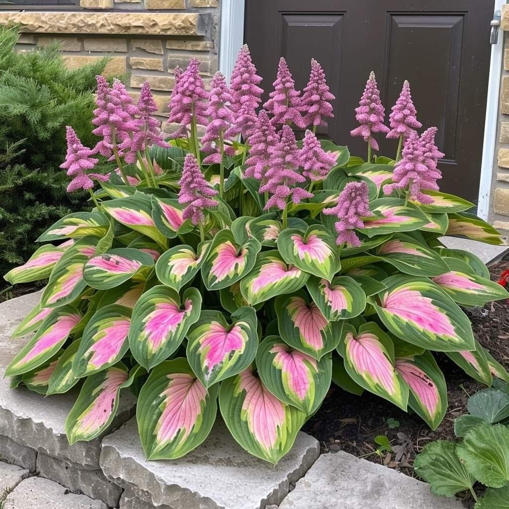 🔥Last day clearance🔥Premium Rare Hosta Seeds🌌Shade-Tolerant Plant