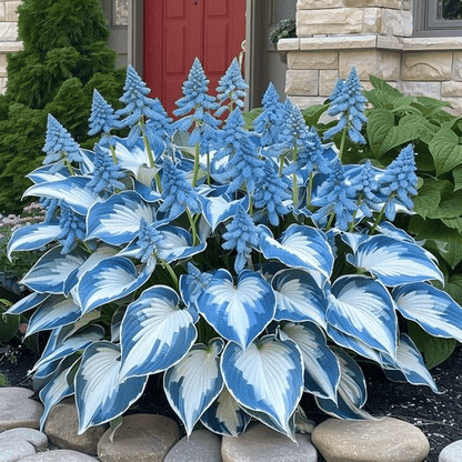 🔥Last day clearance🔥Premium Rare Hosta Seeds🌌Shade-Tolerant Plant