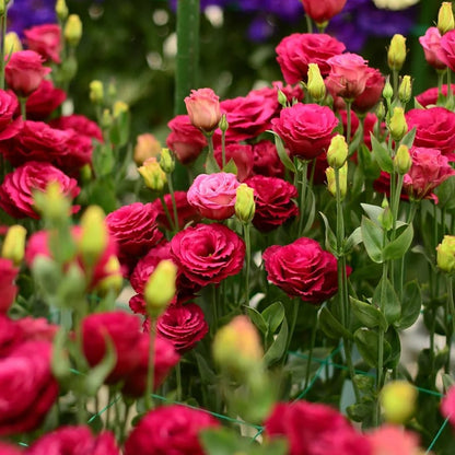 🔥Hot Sale 50% OFF🌱Hardy Perennial Lisianthus Seeds RHS Certified for British Garden Beds Beginner Friendly