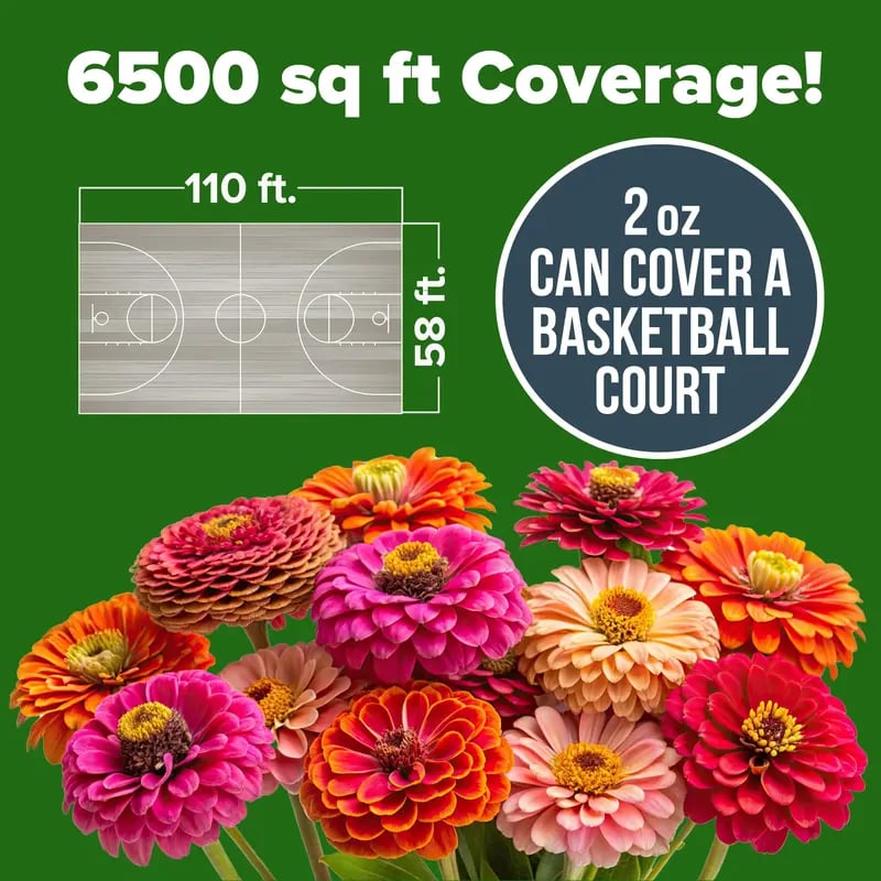 🔥HOT SALE 49% OFF-Zinnia Seeds - Pure Seeds - No Filler - USA Heirloom Flower Seeds