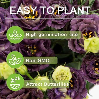 🌱12 Days Germination🔥Eustoma Thornless Rose💐Lisanthus Seeds