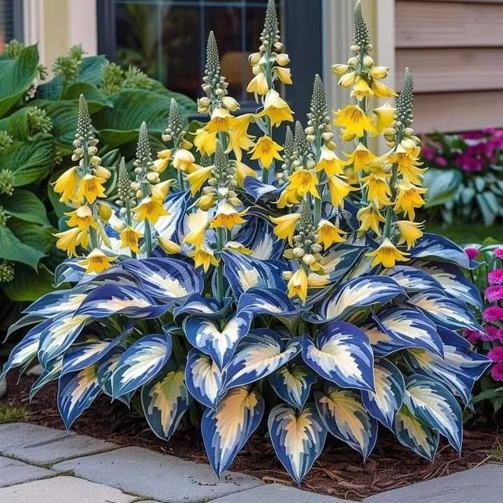 🔥⏰Last Day Promotion- 🍃Rare Hosta Seeds🌿