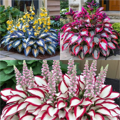 🔥⏰Last Day Promotion- 🍃Rare Hosta Seeds🌿