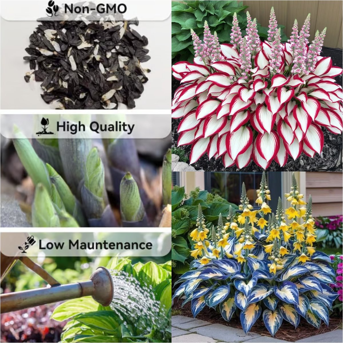 🔥⏰Last Day Promotion- 🍃Rare Hosta Seeds🌿